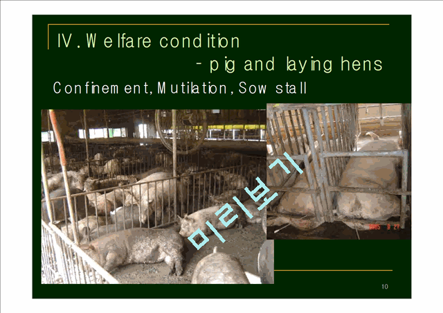 [사회복지학] Farm Animal Welfare Campaign of KAWA, Ms. Hee kyung Jo, KAWA   (10 )